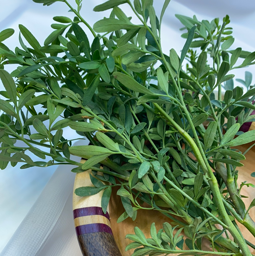 100 Semillas De Ruda Aromatica 100 Semillas De Ruda Aromatica