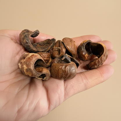 Guatapanal Herb