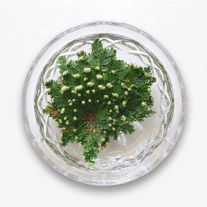 Rose of Jericho Flower