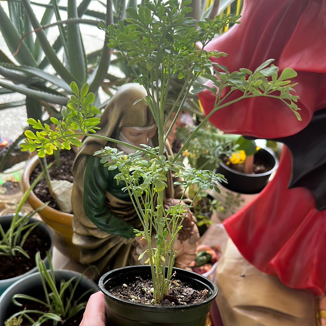Rue plant/Planta De Ruda