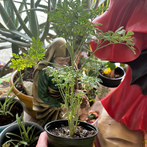 Rue plant/Planta De Ruda