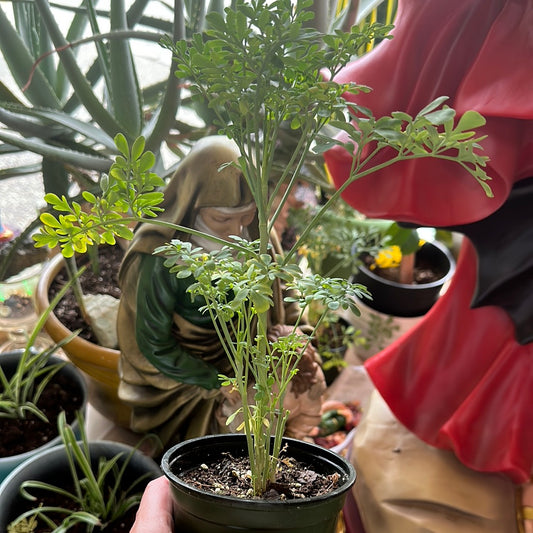 Rue plant/Planta De Ruda