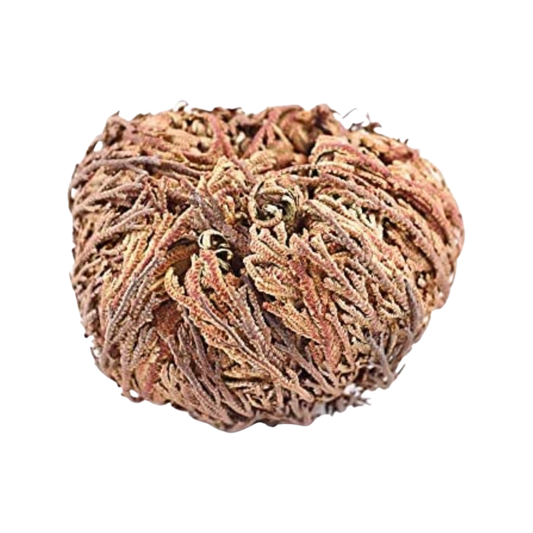 Rose of Jericho Flower/ Flor De Jerico